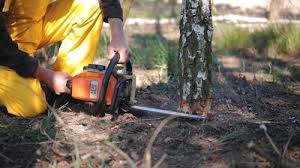 How Our Tree Care Process Works  in  De Soto, MO