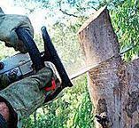 Tree and Shrub Care in De Soto, MO