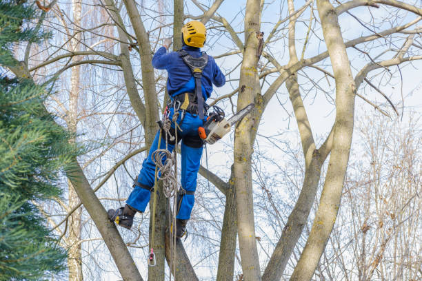 Lawn Pest Prevention in De Soto, MO