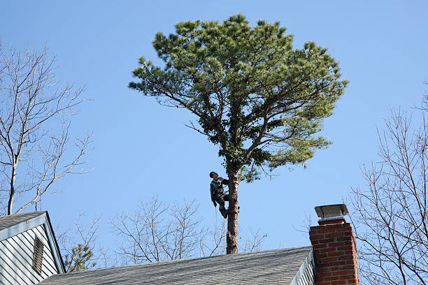 De Soto, MO Tree Care Company